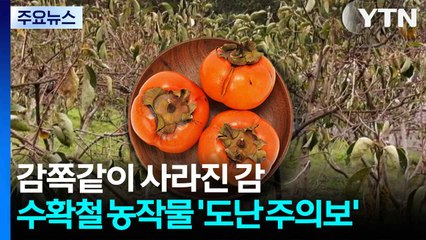감쪽같이 사라진 감...농작물 '도난 주의보' / YTN