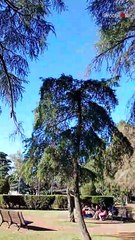 Man throws a bag in the air and watches it hilariously get stuck high in the tree