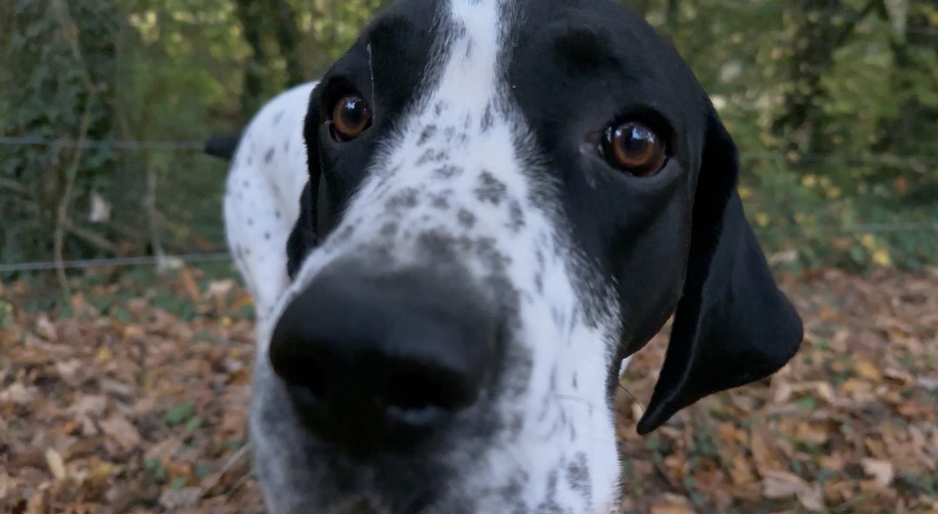 Sur la piste des truffes : immersion en forêt avec un chien truffier