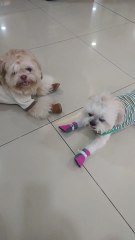 🔴 MEET CHOI CHOI DOG FRIEND NI PICKLES #shihtzu