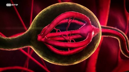 05-Dez Perguntas Sobre Hormônios