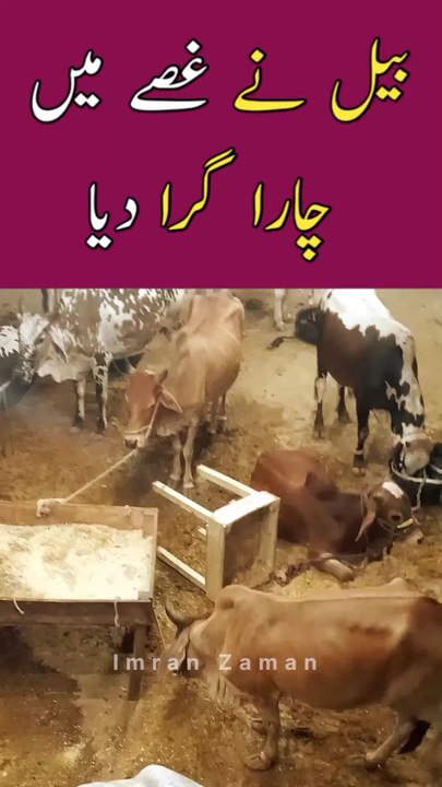 BULL Ne Ghussy Ne Chara Gira Dia 😳
