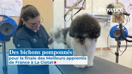 Des bichons pomponnés pour la finale  des Meilleurs apprentis de France à La Ciotat