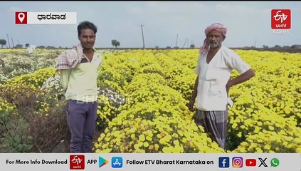 ಮಳೆ ಹೆಚ್ಚಾಗಿ ನಷ್ಟದಲ್ಲಿದ್ದ ರೈತರಿಗೆ ವರವಾಗಿ ಬಂದ ಹೂವಿನ ಕೃಷಿ: ದೀಪಾವಳಿ ಸಂಭ್ರಮಕ್ಕೆ ವರವಾದ ಸೇವಂತಿ, ಮಲ್ಲಿಗೆ ಮತ್ತು ಚಂಡು!