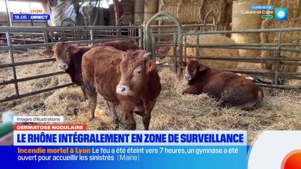 Dermatose nodulaire : le Rhône intégralement en zone de surveillance