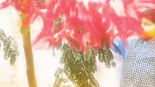The Tree That Grew a Friendship 🌟