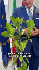Cirio - L'Albero della Legalità di Giovanni Falcone (21.10.25)