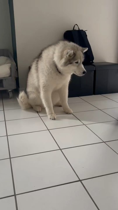 Se purger c’est essentiel, et la Toun est en transition alimentaire. Mais ce qui est pas normal c’est si ton chien le fait souvent : il faut aller faire une petite visite chez le veto si ça te semble étrange ✨