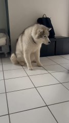 Se purger c’est essentiel, et la Toun est en transition alimentaire. Mais ce qui est pas normal c’est si ton chien le fait souvent : il faut aller faire une petite visite chez le veto si ça te semble étrange ✨