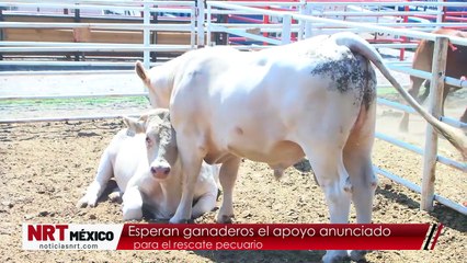 Esperan ganaderos el apoyo anunciado para el rescate pecuario