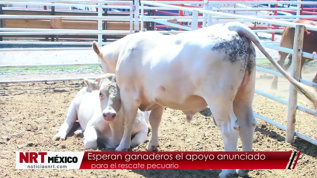Esperan ganaderos el apoyo anunciado para el rescate pecuario