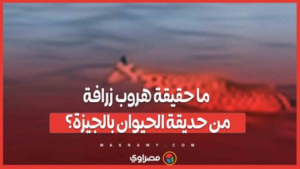 ما حقيقة هروب زرافة من حديقة الحيوان بالجيزة؟