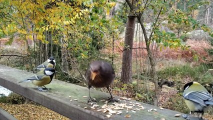 North European Birds Feeding
