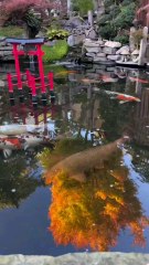 Autumn in Japan 🔥🔥🔥#pond #koi #maple #japanesegarden