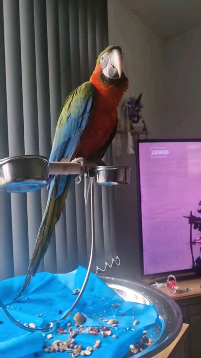 new parrot