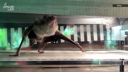 Bats on Treadmills? Yes, It Can Help Scientists Answer Some Interesting Questions