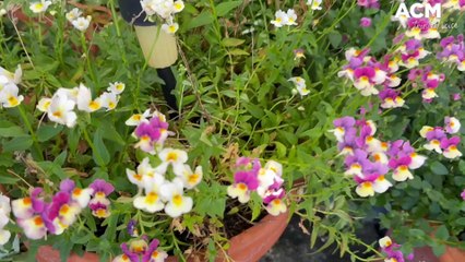 Spring Spectacular 2025