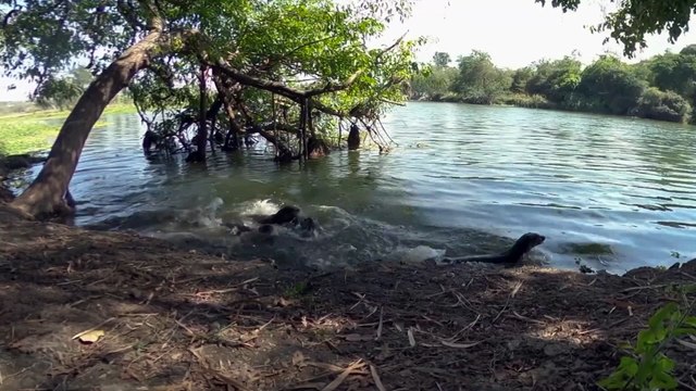 Loutres d'Asie, une vie sur le fleuve | movie | 2025 | Official Trailer