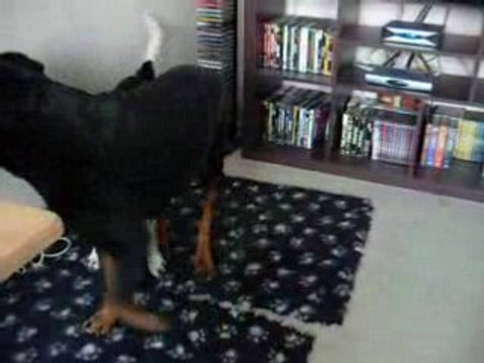 relation intercanine