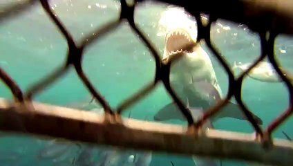 10 Facts About Great White Sharks