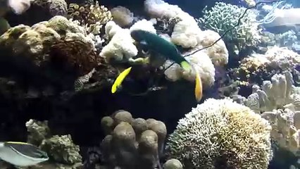 A Human Being Is A Part Of The Whole