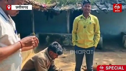 दिवाली पर मांझी आदिवासी गाय बैलों को पिलाते हैं शराब, सालों से चली आ रही अनोखी परंपरा