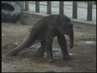 Naissance de jade la petite éléphante