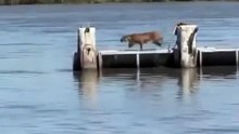 Bobcat performs a long jump