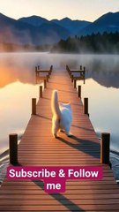 can you guess where is the cat_ #cat #catvideos