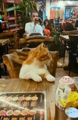 A cat waiting for an order in Istanbul - İstanbul'da sipariş bekleyen bir kedi