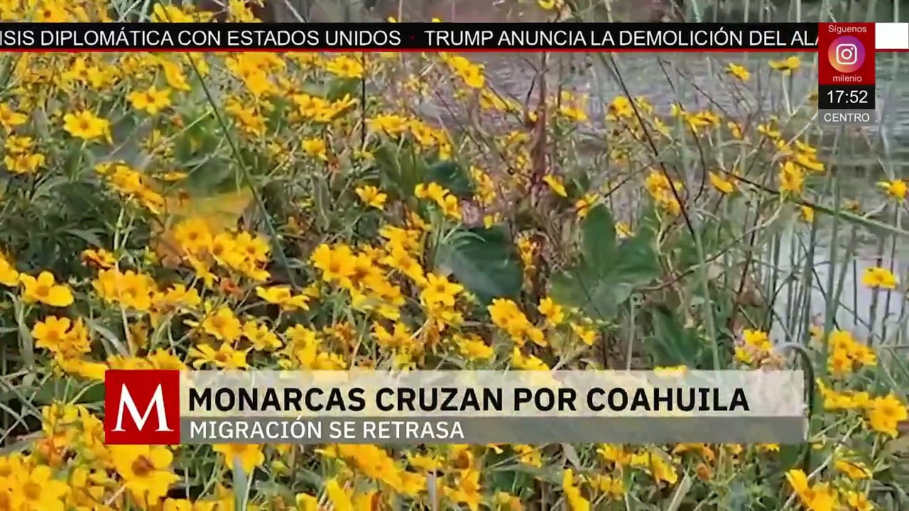 Comienza la migración de la mariposa monarca | Milenio Hábitat