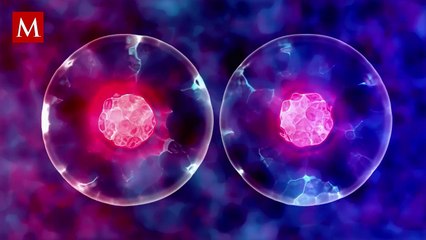 México logra su primer borrego clonado gracias a la UAM; un hito científico en biotecnología