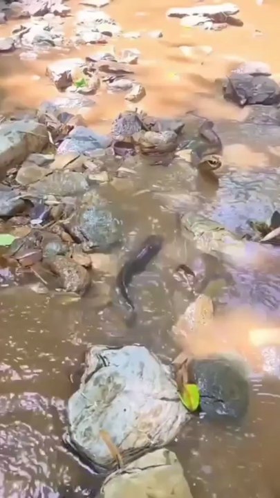 Le poisson rencontre le serpent
