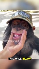 Chimps Laugh When You Tickle Them!