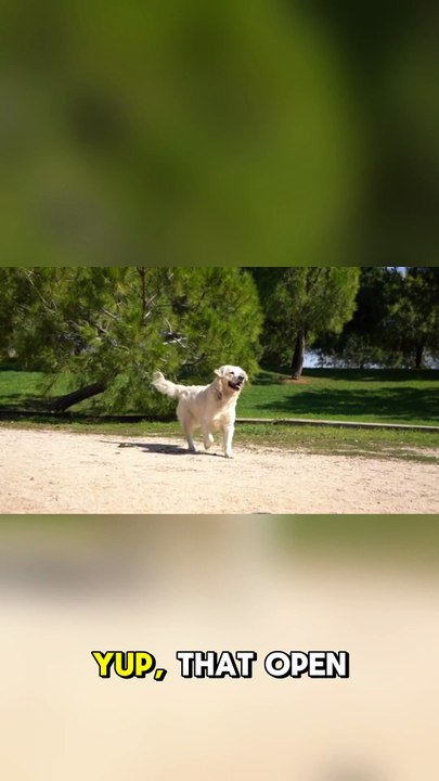 Dogs Smile When They’re Happy!