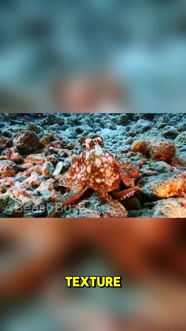 ⁣How Octopuses Disappear Instantly!