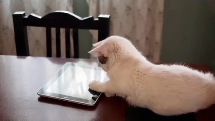 😹 Funny Cat Compilation 2025 – Non Stop Laughter Guaranteed  11