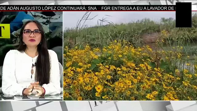 Más de 220 mil tortugas golfinas llegan a la Playa Morro Ayuta para anidar | Milenio Hábitat