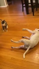 😹 Funny Cat Compilation 2025 – Non Stop Laughter Guaranteed  12