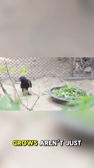 The surprising intelligence of crows