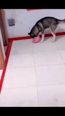 😹 Funny Cat Compilation 2025 – Non Stop Laughter Guaranteed  13