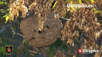 Los Bomberos de Zaragoza retiran un árbol un nido de avispa asiática, el primero localizado en la ciudad: así ha sido la operación
