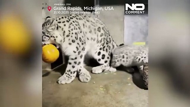 Cucciolo di leopardo delle nevi scopre una zucca per la prima volta