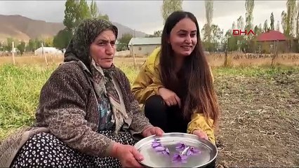 Hakkari'de ilk kez ekilen Türkiye'nin eşsiz lezzetinde hasat zamanı geldi!