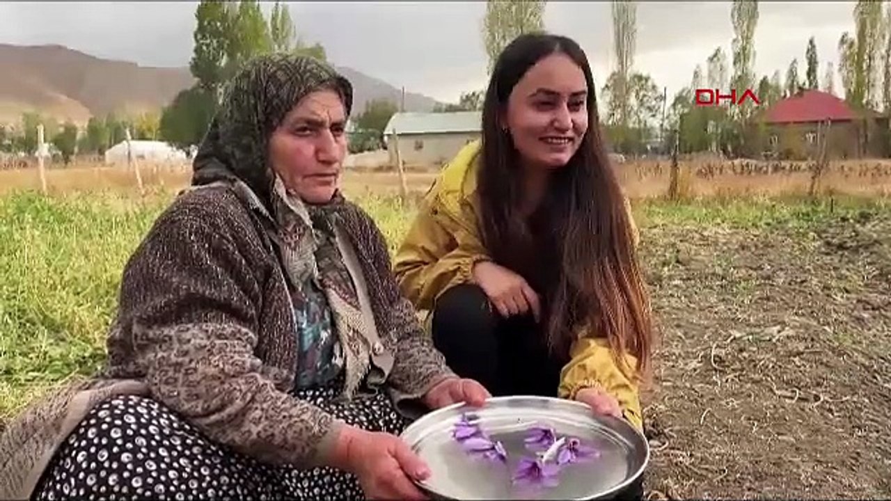 Hakkari'de ilk kez ekilen Türkiye'nin eşsiz lez...