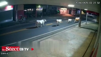 20 yaşındaki futbolcu ineğe çarptı, hayatını kaybetti!