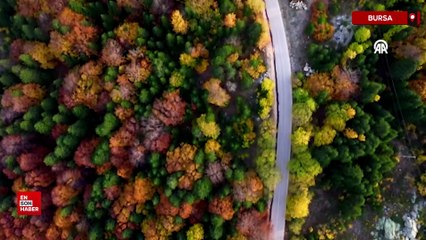 Uludağ ormanları sonbaharın renk cümbüşüyle büyülüyor