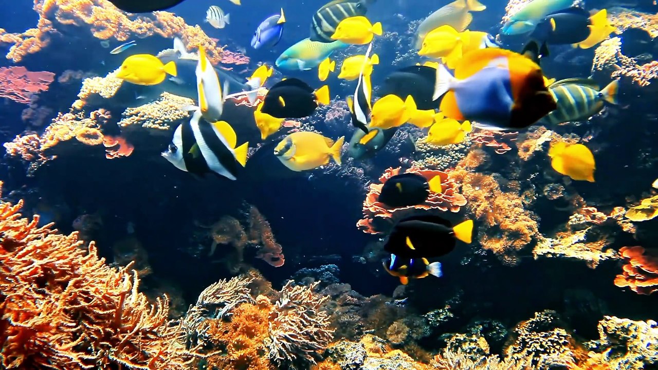 [#Podcast] Los peces tropicales de agua dulce - Freshwater tropical fish