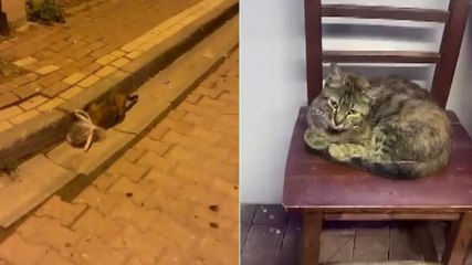 Başına poşet geçirilen kedi, esnaf tarafından kurtarıldı: İşte o anlar