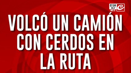 Vecinos saquearon camión de cerdos que volcó en la ruta
